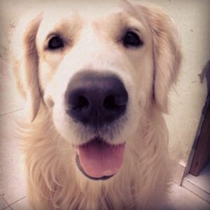 seja cachorro